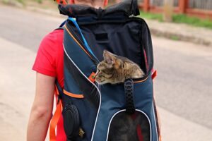 cat carriers