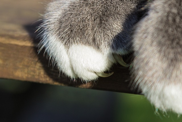 paws