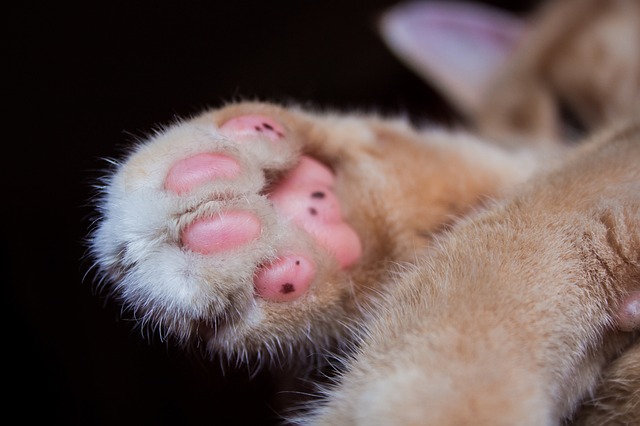 cat paws