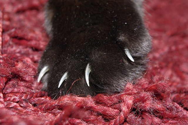 paw